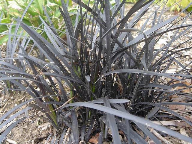 Ophiopogon planiscapus 'Nigrescens'